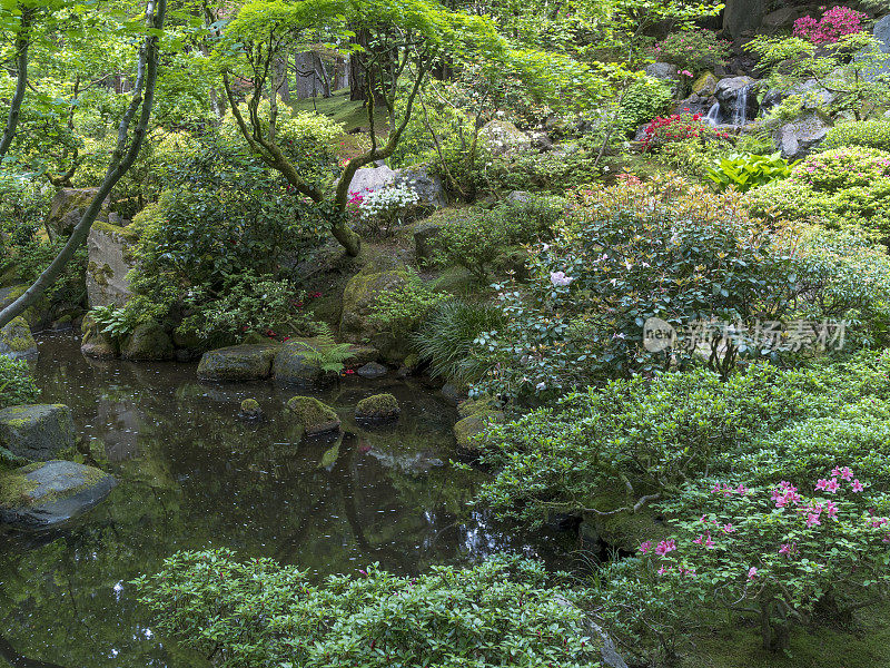 池塘灌木树木波特兰日本花园在俄勒冈州波特兰市