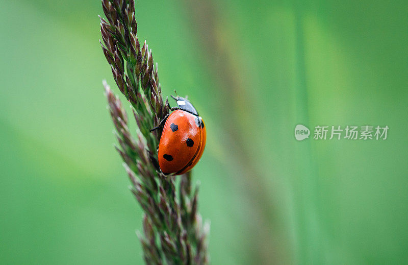 绿色背景上的瓢虫