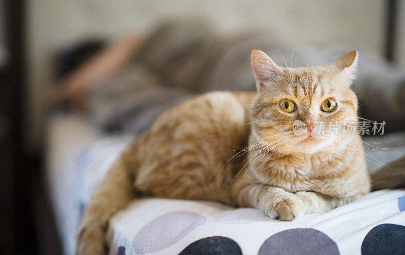 当年轻女子醒来时，红色的虎斑猫躺在床上