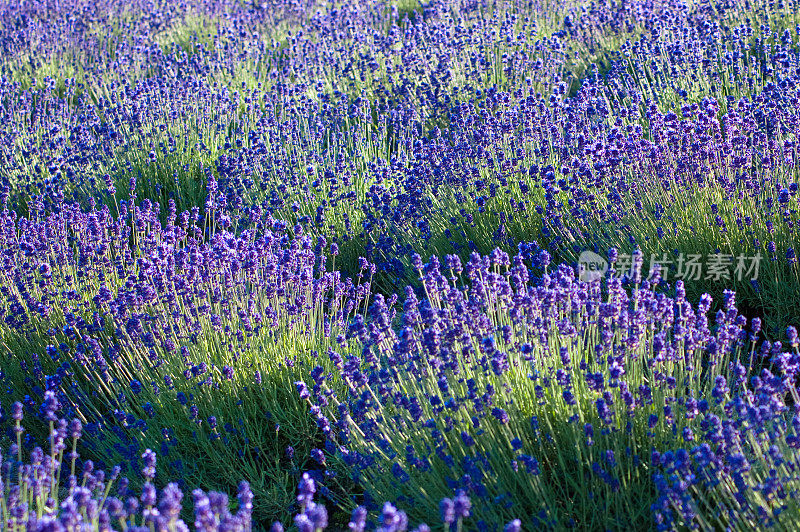 日本北海道的薰衣草背景