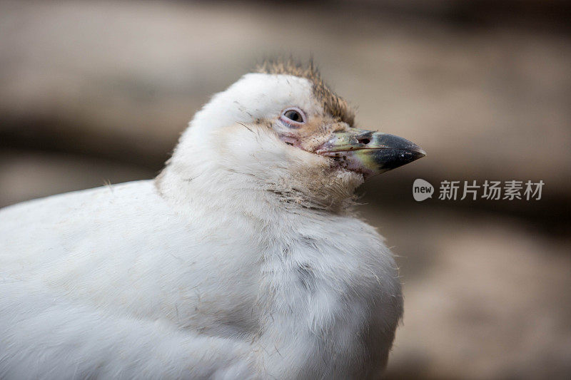 南极洲:洛克罗伊港的雪鞘比尔