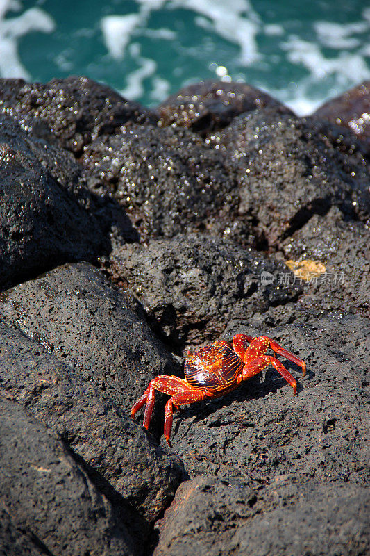 加拉帕戈斯群岛:北西摩岛的红岩蟹
