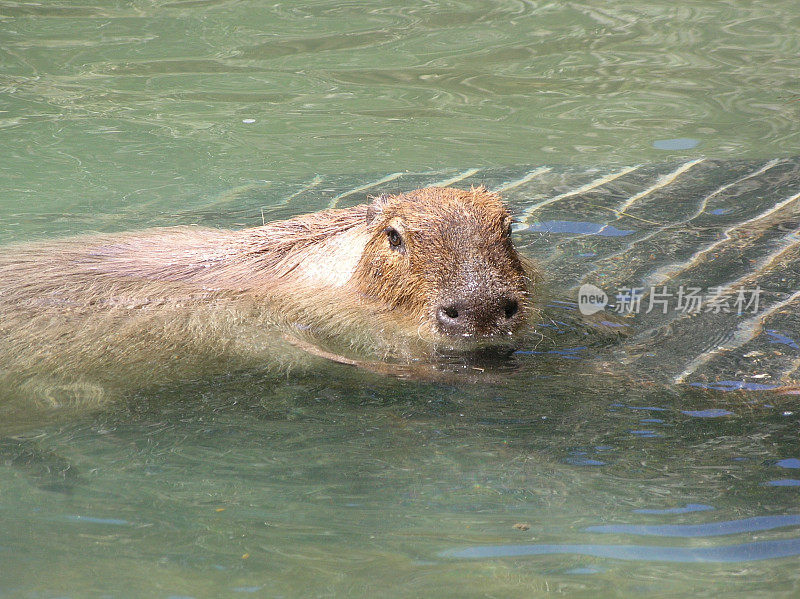 水豚