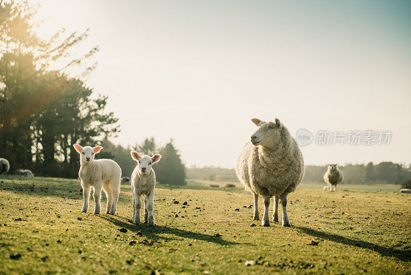 羊家族