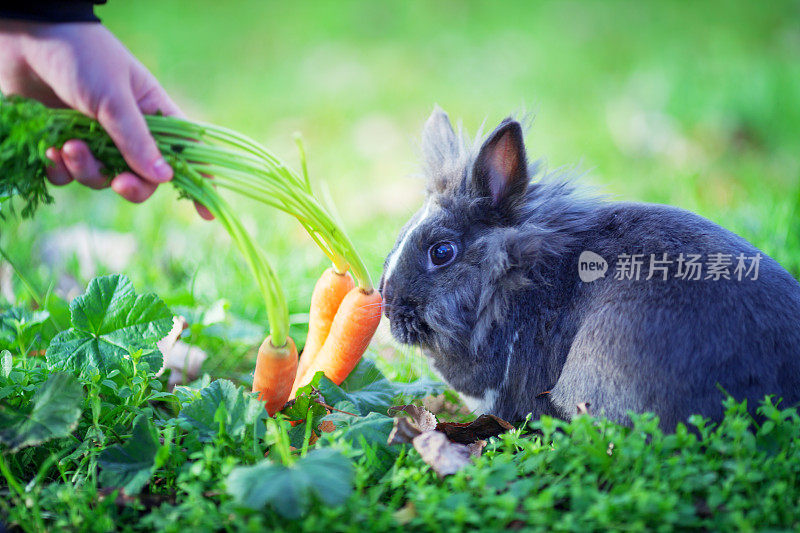 复活节兔子在草地上