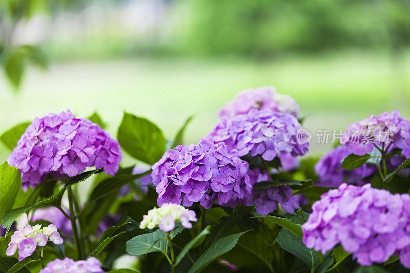 花园里的紫色绣球花