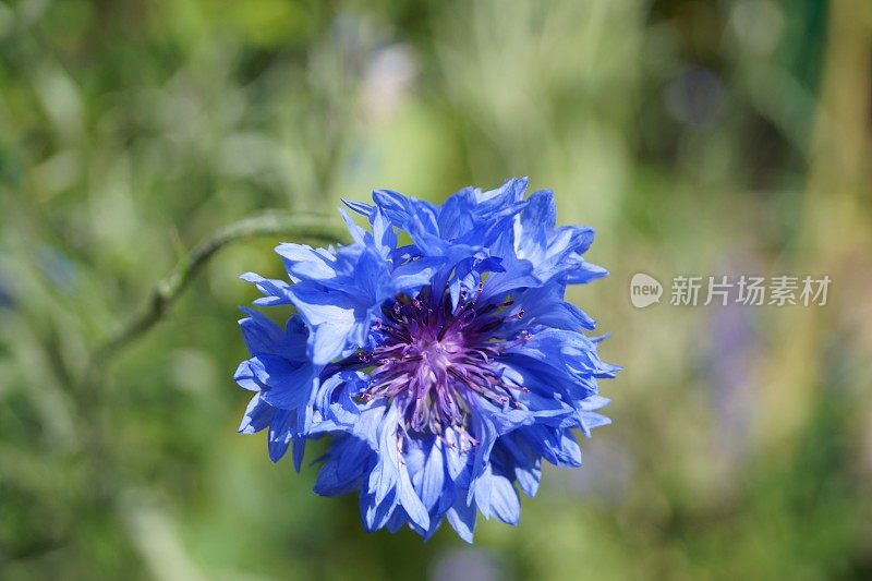莫奈花园里的蓝色花朵