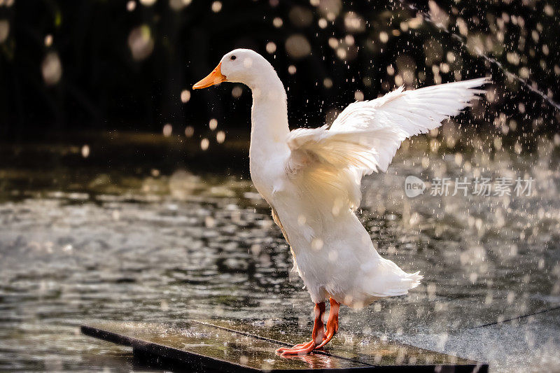 雨中美丽的白色鸭子