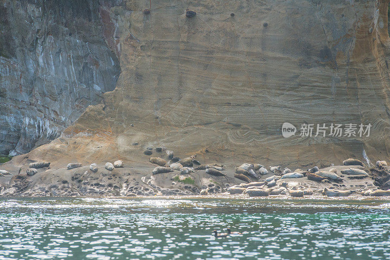 海豹在狄波湾附近的岩石海岸睡觉
