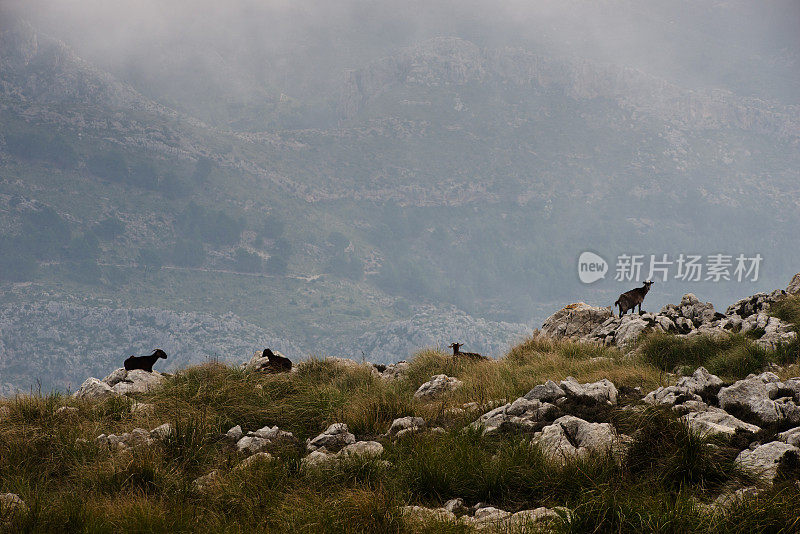 马略卡岛山区的山羊