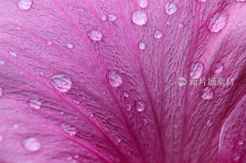 雨点落在芙蓉花瓣上