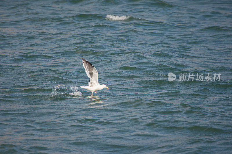 海鸥站在浮标上