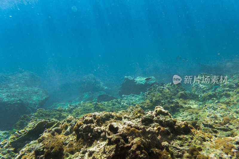 全球变暖导致珊瑚白化的水下图像，泰国