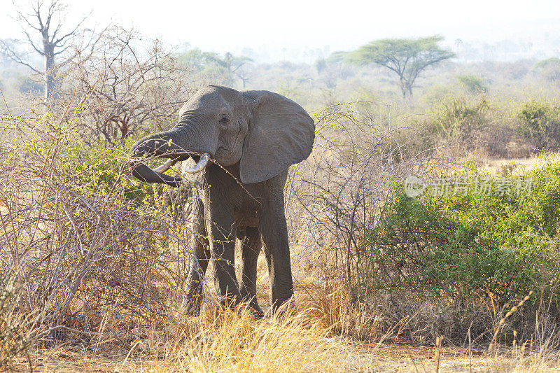 老象在享受新的绿叶。鲁阿哈,坦桑尼亚。