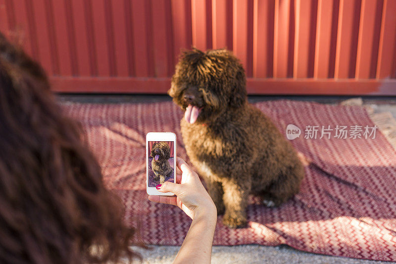 一个女人用手机在红色背景上拍下了西班牙水犬的照片。快乐的狗。户外的肖像