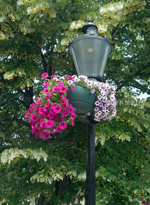 灯笼一样的街灯和挂满牵牛花的花盆