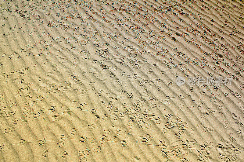 鸟在沙地上留下的足迹