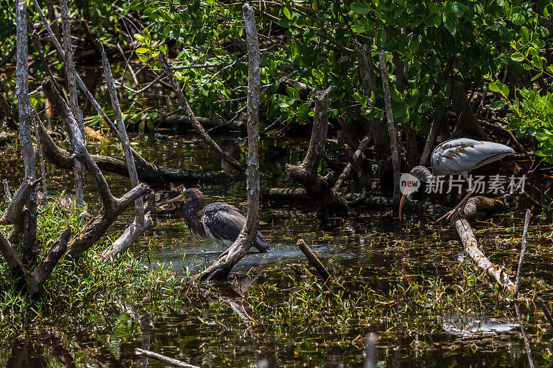 幼年白朱鹭，三色苍鹭，斑驳鸭，J.N.“丁”达林国家野生动物保护区，萨尼贝尔岛，美国佛罗里达州