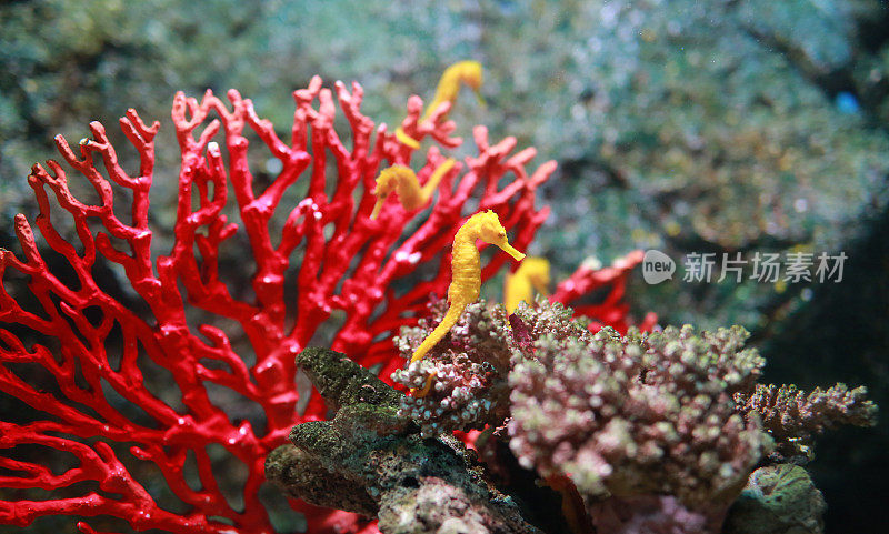 鱼缸里的珊瑚。