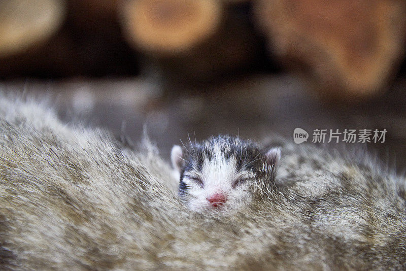 刚出生的小猫穿着母猫的毛皮。