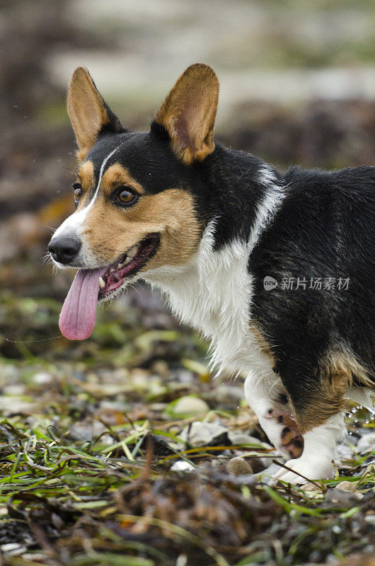 斯堪的纳维亚寒冷十一月的海滩上，一只柯基犬