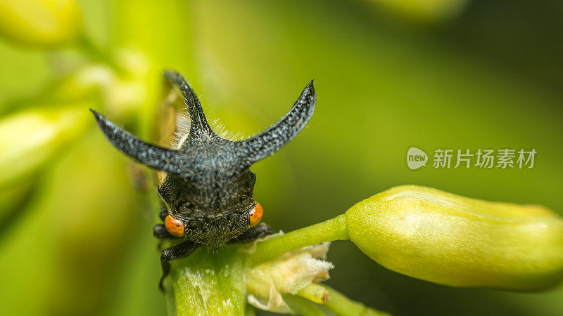 巨跳树怪是一种生命中的小虫或自然界中有角的昆虫