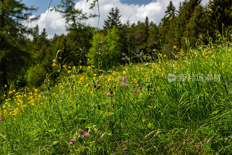 奥地利草地上的野花