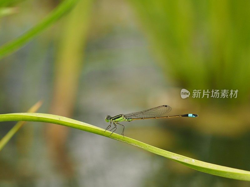 栖息蜻蜓