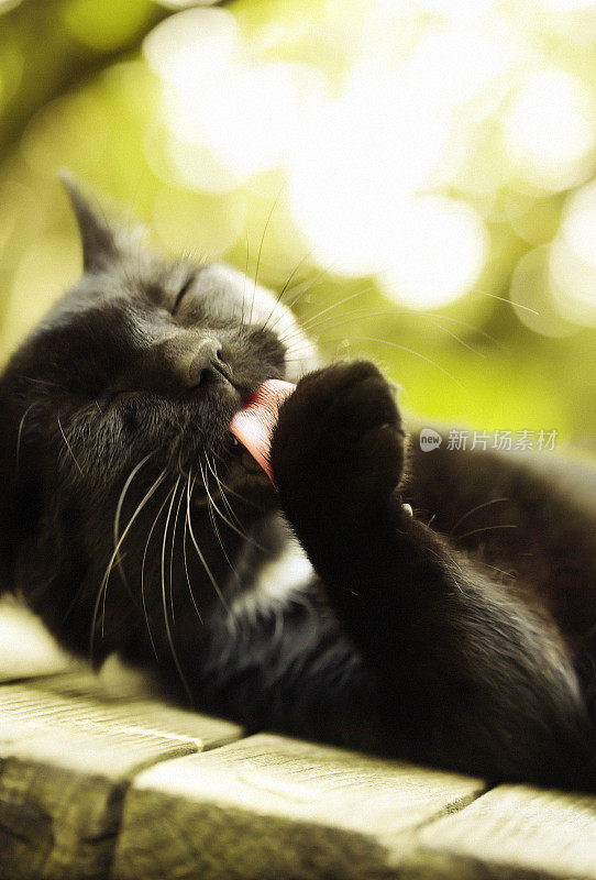 黑猫清洁爪子