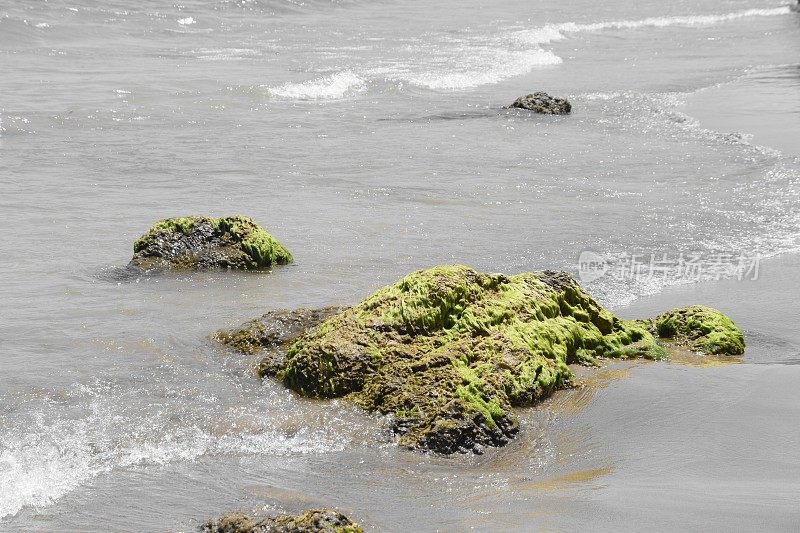 伊比沙海滩的海藻