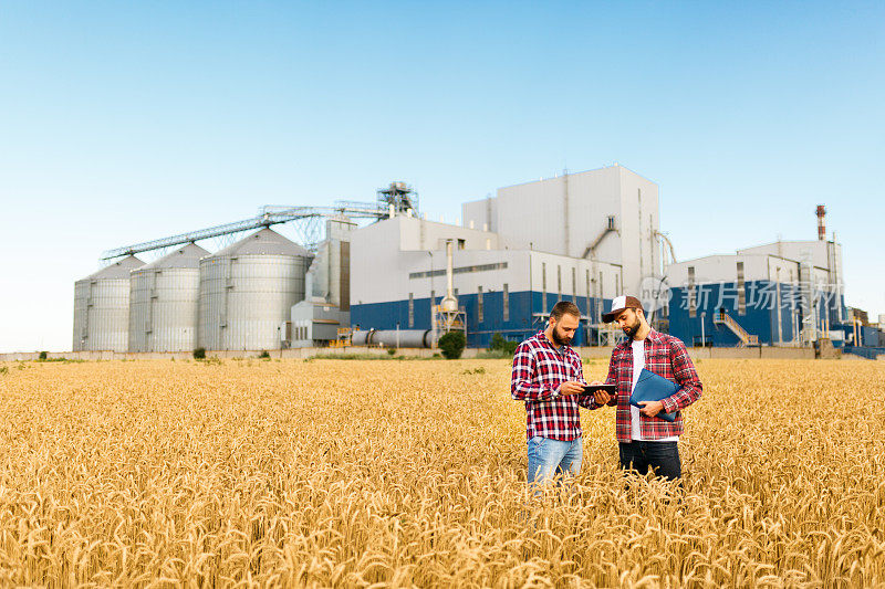 两个农民拿着石板站在麦田里。农学家以谷物终端电梯为背景，探讨小麦穗间的收获与作物