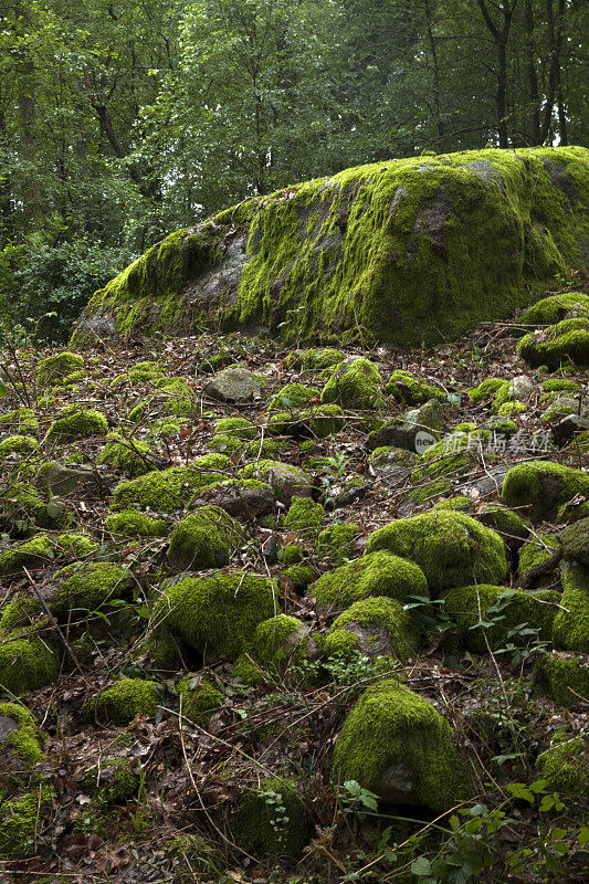 石头在森林。