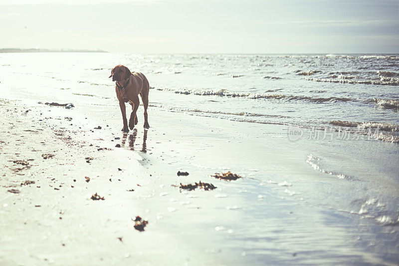 海滩上的罗得西亚脊背犬