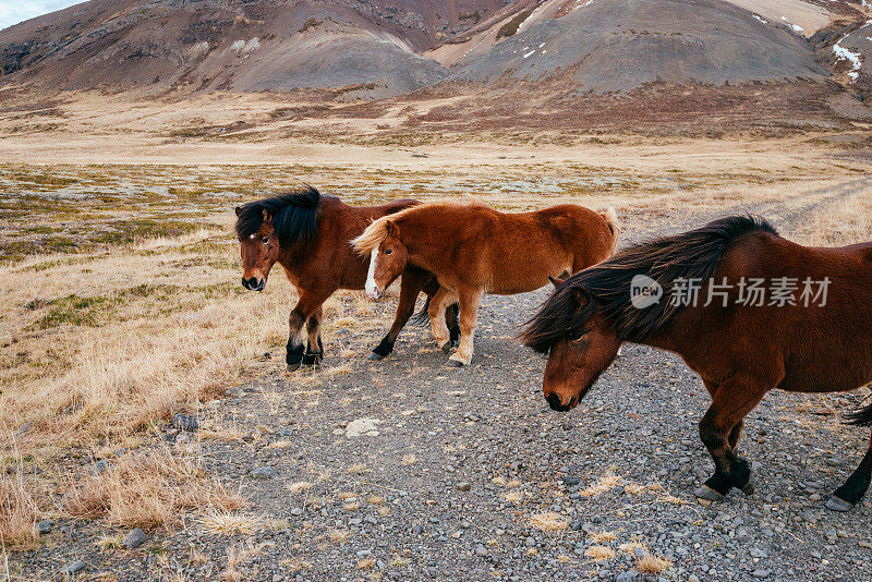 冰岛美丽的风景中的冰岛马