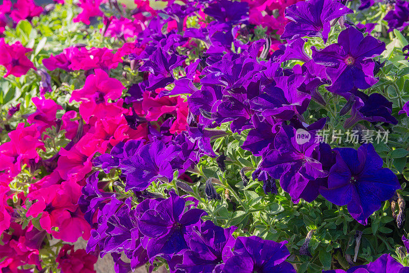 近距离看一簇紫色牵牛花。花