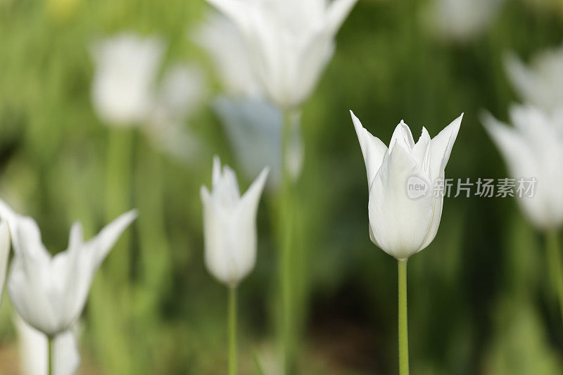 白色郁金香花床近