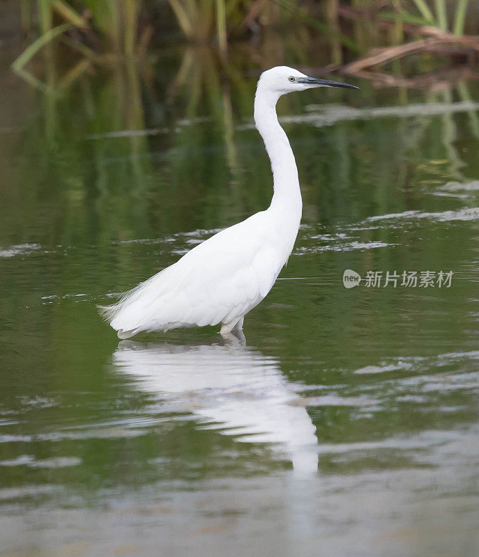 小白鹭