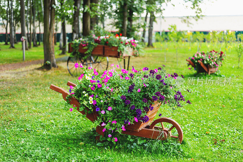 木制独轮手推车形状的花坛用矮牵牛花装饰花园。