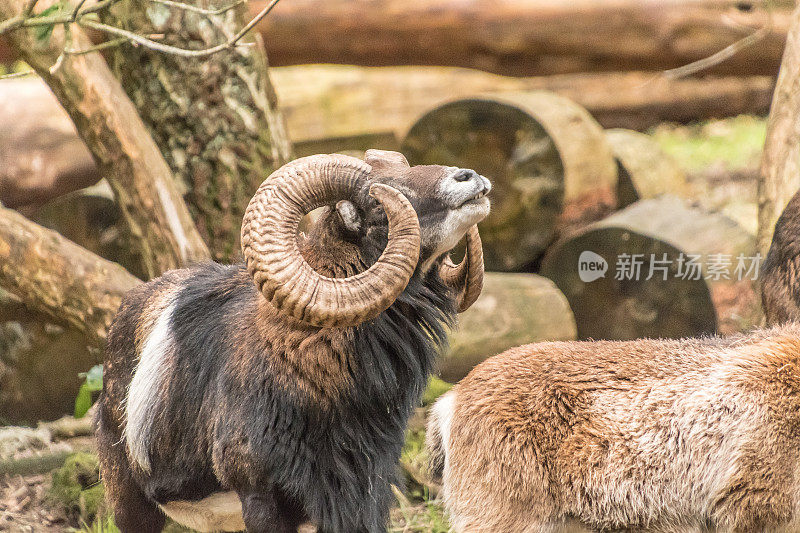 莫夫隆羊——稀有品种的羊，有着不同寻常的角