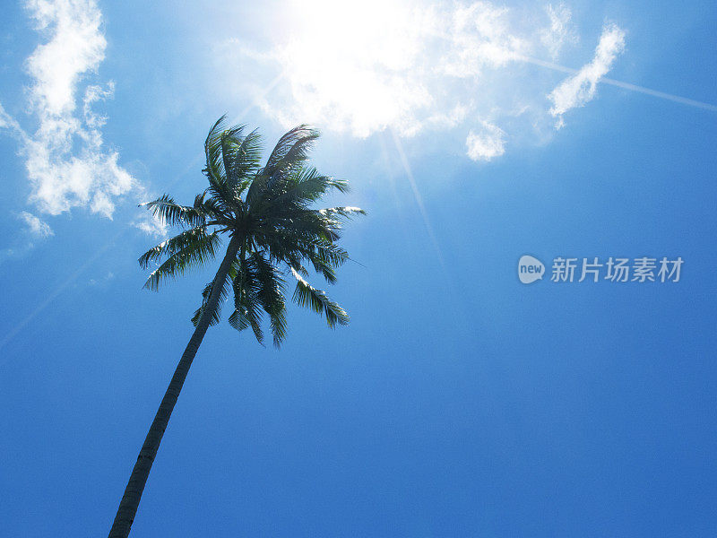 蓝天上高大的棕榈树剪影。棕榈树冠与绿色的叶子在阳光灿烂的天空背景。