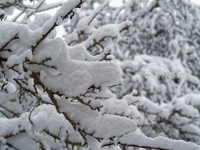 树枝上的雪