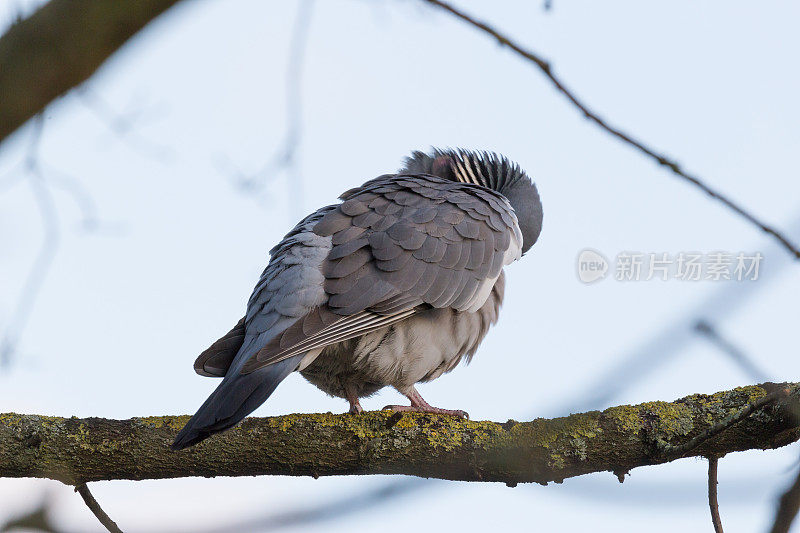 野岩鸽子栖息在树枝上