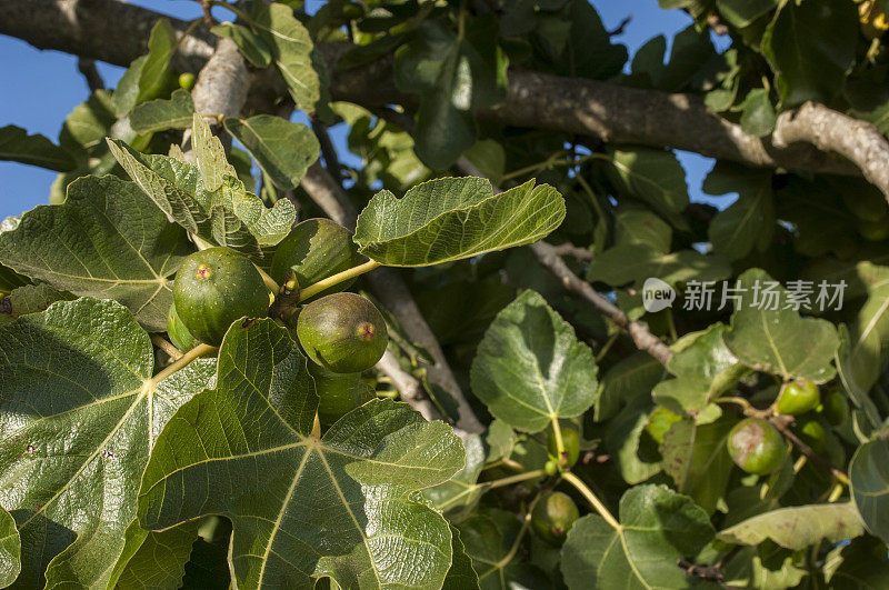 加利福尼亚无花果树上成熟的特写