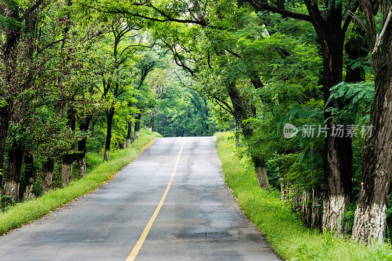 穿过森林的乡间小路