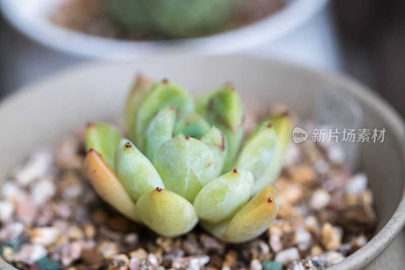 多肉植物生长在家里的瓷盆里