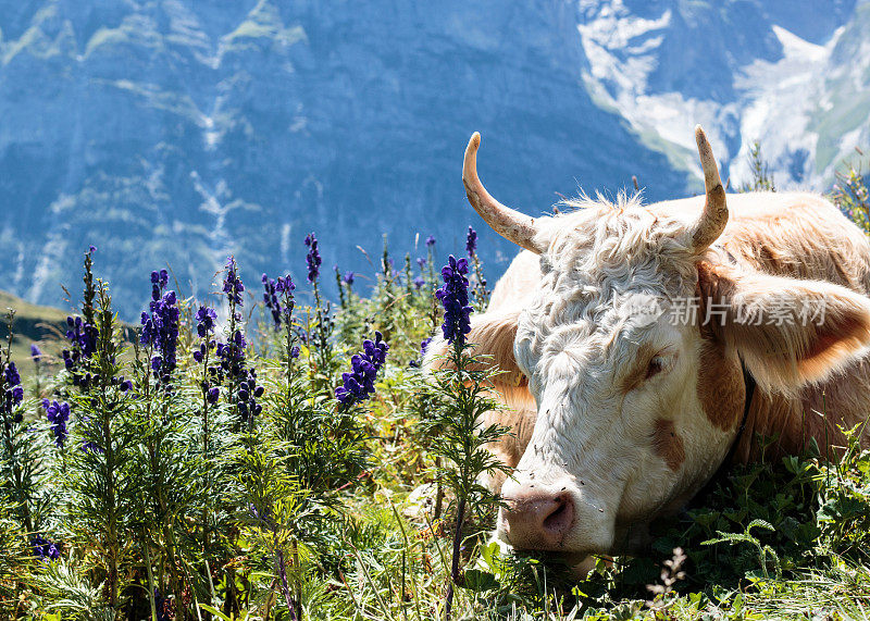 牛在山前的高寒草地上休息