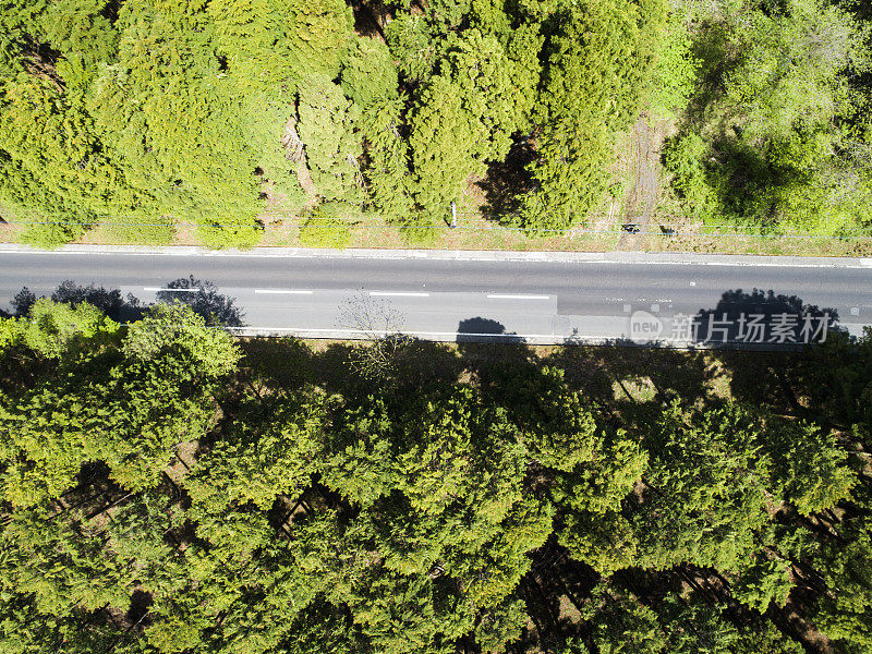 森林中笔直的道路鸟瞰图