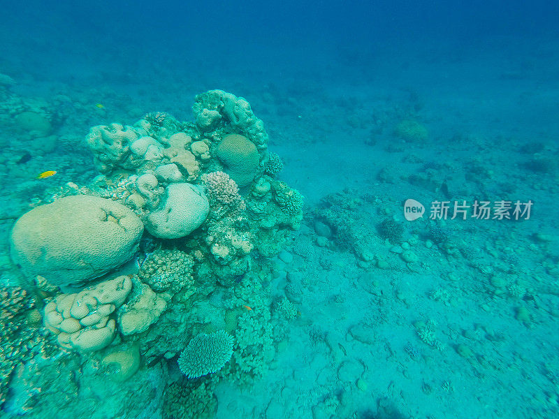 红海中的水下珊瑚礁