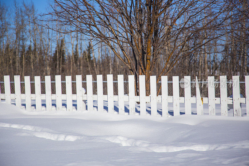 雪景,雪,枯树,栅栏