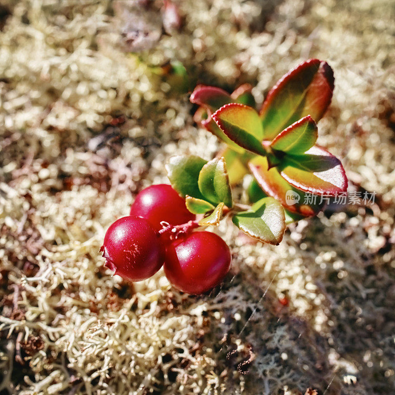 森林中的红越橘地衣、苔藓